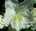 White Azalea Cuttings – 7 Unrooted Rhododendron Stems for Planting