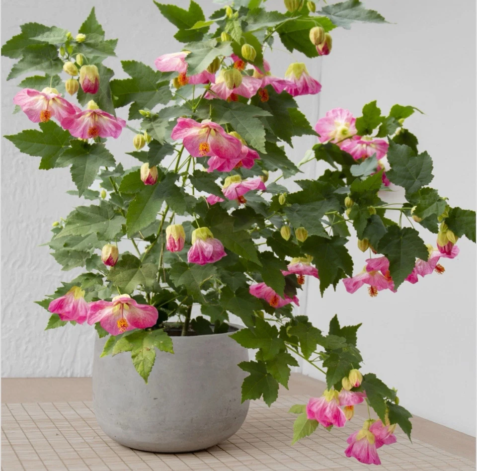 Pink Abutilon Flowering Maple Live Starter Plant, Small Rooted Tropical Shrub for Patio & Garden Borders