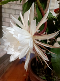 Queen of the Night Cuttings – 3 Epiphyllum oxypetalum Unrooted Stems for Rooting – Orchid Cactus Tropical Succulent