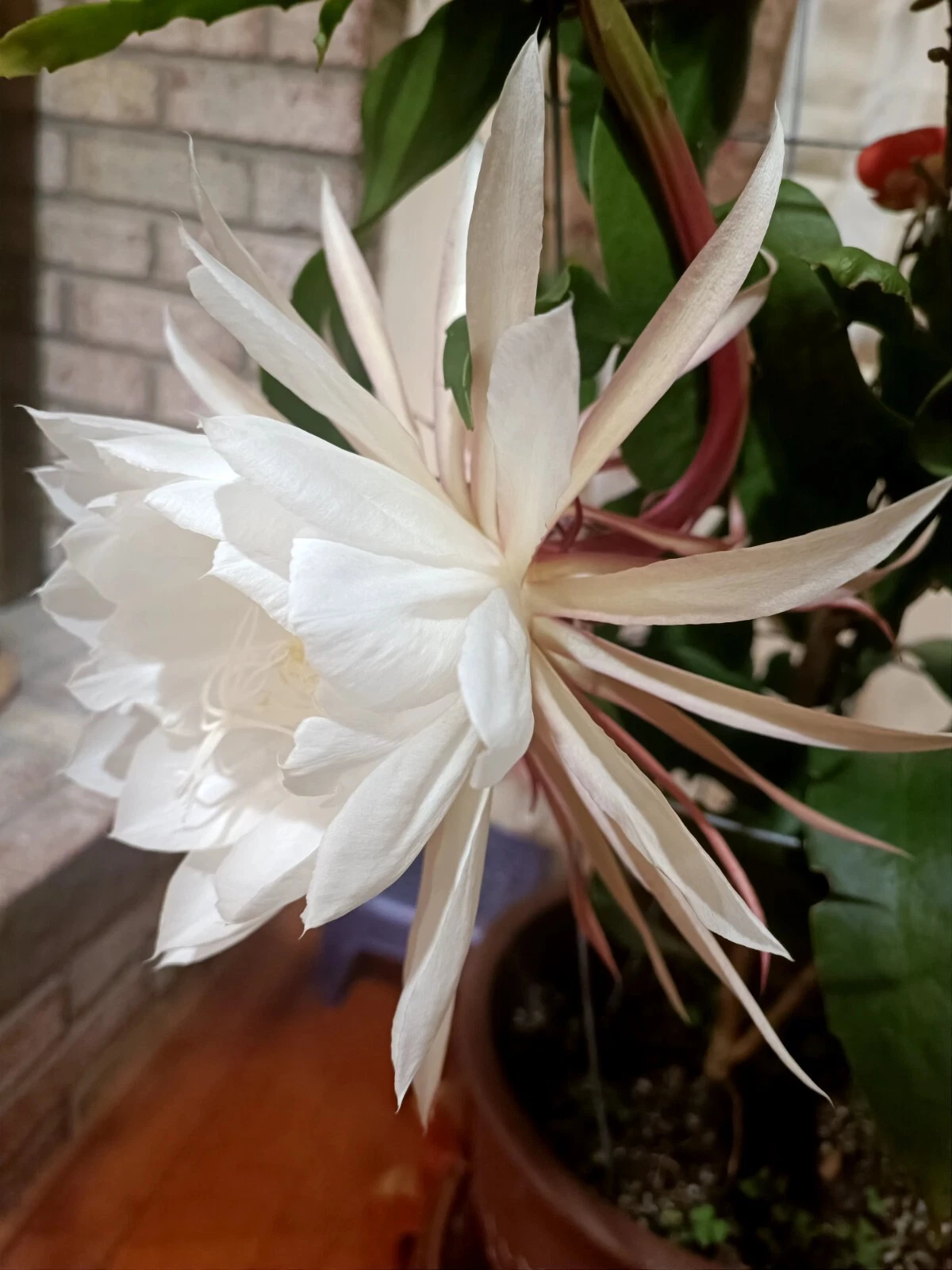 Queen of the Night Cuttings – 3 Epiphyllum oxypetalum Unrooted Stems for Rooting – Orchid Cactus Tropical Succulent