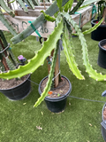 Baby Cerado Dragon Fruit Cutting – 8-12 Inch Unrooted Pitaya Stem, Tropical Climbing Cactus for Propagation