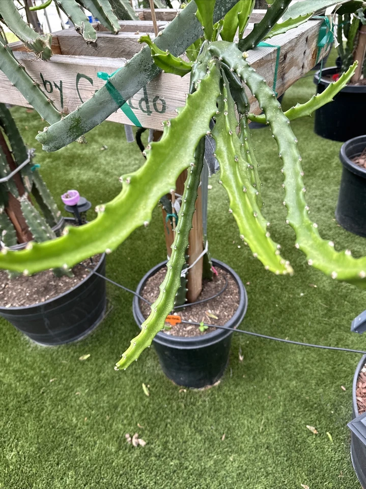 Baby Cerado Dragon Fruit Cutting – 8-12 Inch Unrooted Pitaya Stem, Tropical Climbing Cactus for Propagation