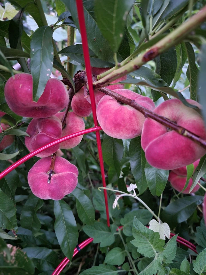 White Donut Peach Cuttings – 10 Unrooted Saturn Peach Branches for Grafting or Rooting, Prunus persica