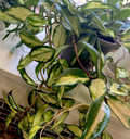Hoya Krimson Princess Cuttings – 2 Unrooted Variegated Hoya carnosa Houseplant Propagation