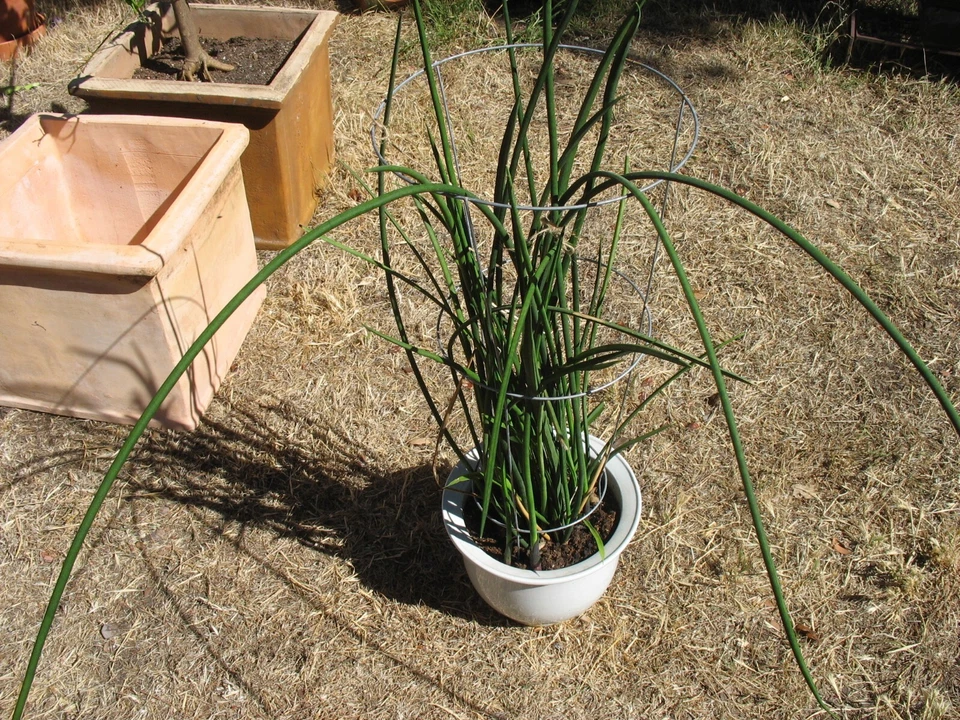 Sansevieria Lancia Cuttings – Rare Snake Plant, 3 Rooted Cuttings for Indoor Propagation