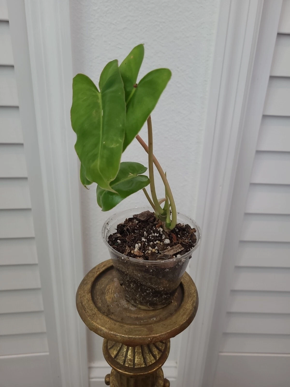 Philodendron Burle Marx Live Plant – Rooted Multi-Growth Green Leaf Houseplant