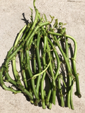 White Sweet Potato Slips – 20 Unrooted Ipomoea Batatas Vine Cuttings for Garden or Container Planting