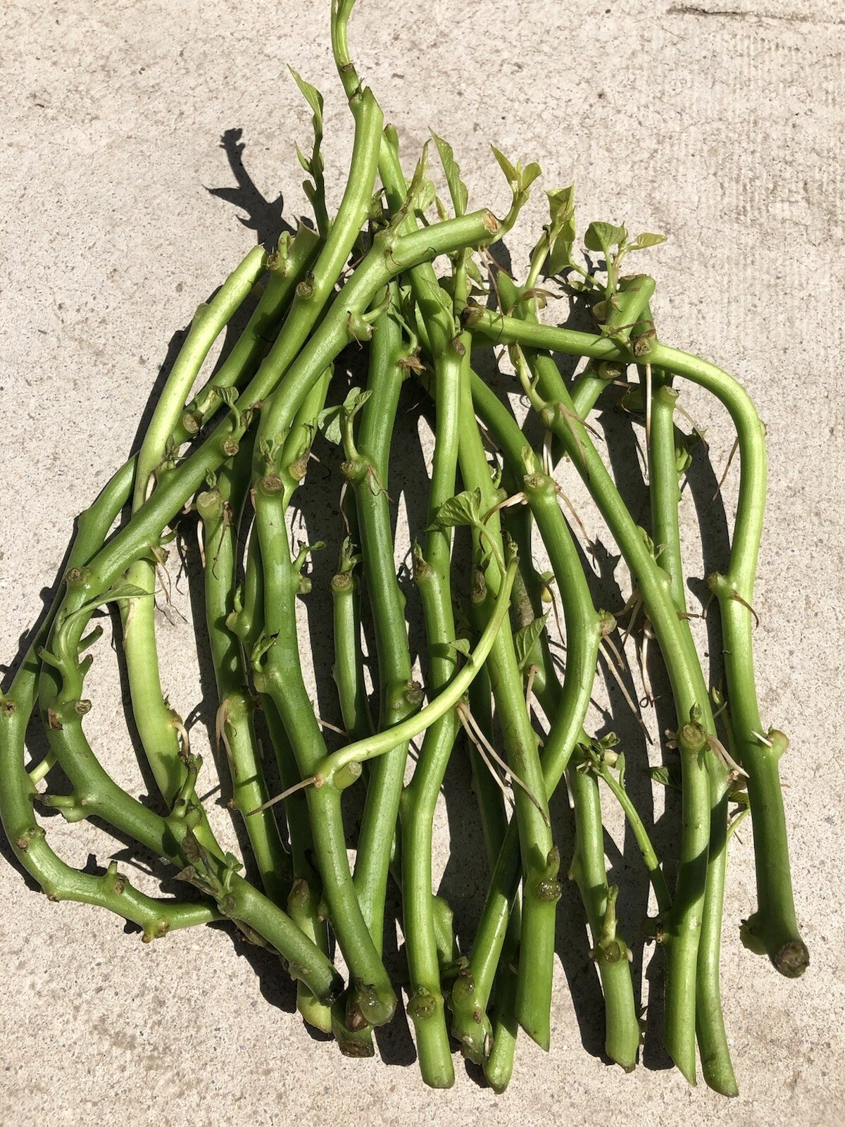 White Sweet Potato Slips – 20 Unrooted Ipomoea Batatas Vine Cuttings for Garden or Container Planting