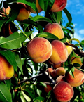 Yellow Peach Tree Cuttings – Unrooted 6–8 Inch Prunus persica Fruit Tree Propagation Material