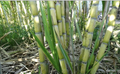 Rooted Sugarcane Cuttings – 5 Live Saccharum officinarum Plants for Tropical Garden or Container Planting