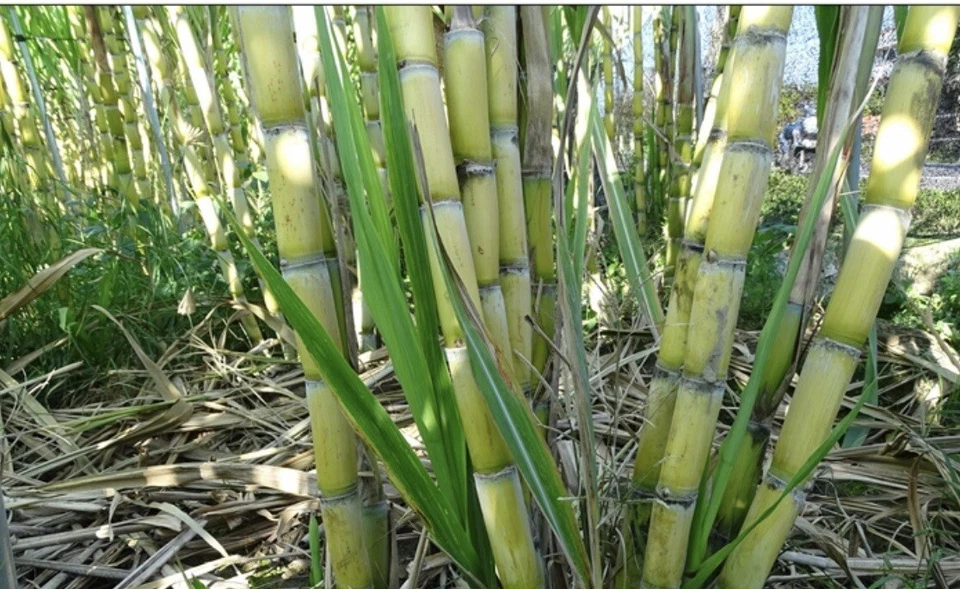 Rooted Sugarcane Cuttings – 5 Live Saccharum officinarum Plants for Tropical Garden or Container Planting