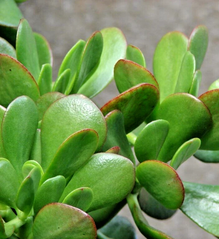 Green Jade Plant Cuttings – 3 Unrooted Crassula ovata Succulent Stems, 4 Inch Live Propagation Stems
