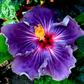 Hibiscus moscheutos Cuttings – 7 Unrooted Rose Mallow Starter Stems for Propagation, Hardy Perennial Flower