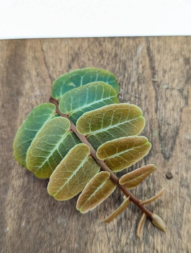 Marcgravia sp. ‘Mendez’ Cutting – 10-Leaf Shingling Tropical Vine for Terrariums & Vivariums
