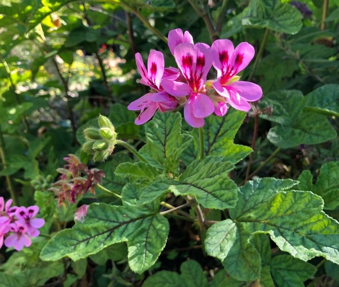 Lavender Pink Pepper Scented Geranium Cuttings – 4 Unrooted Pelargonium Stemlets for Fragrant Garden & Patio Pots