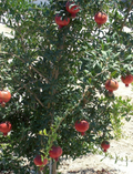 Wonderful Pomegranate Cuttings - 4 Unrooted Punica Granatum Cuttings for Propagation