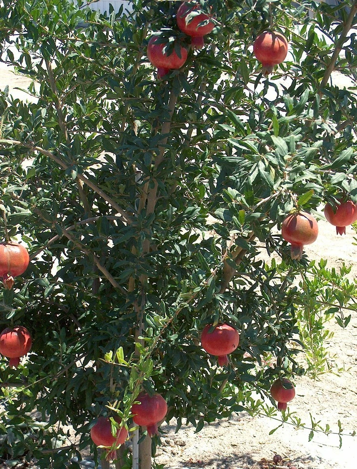 Wonderful Pomegranate Cuttings - 4 Unrooted Punica Granatum Cuttings for Propagation
