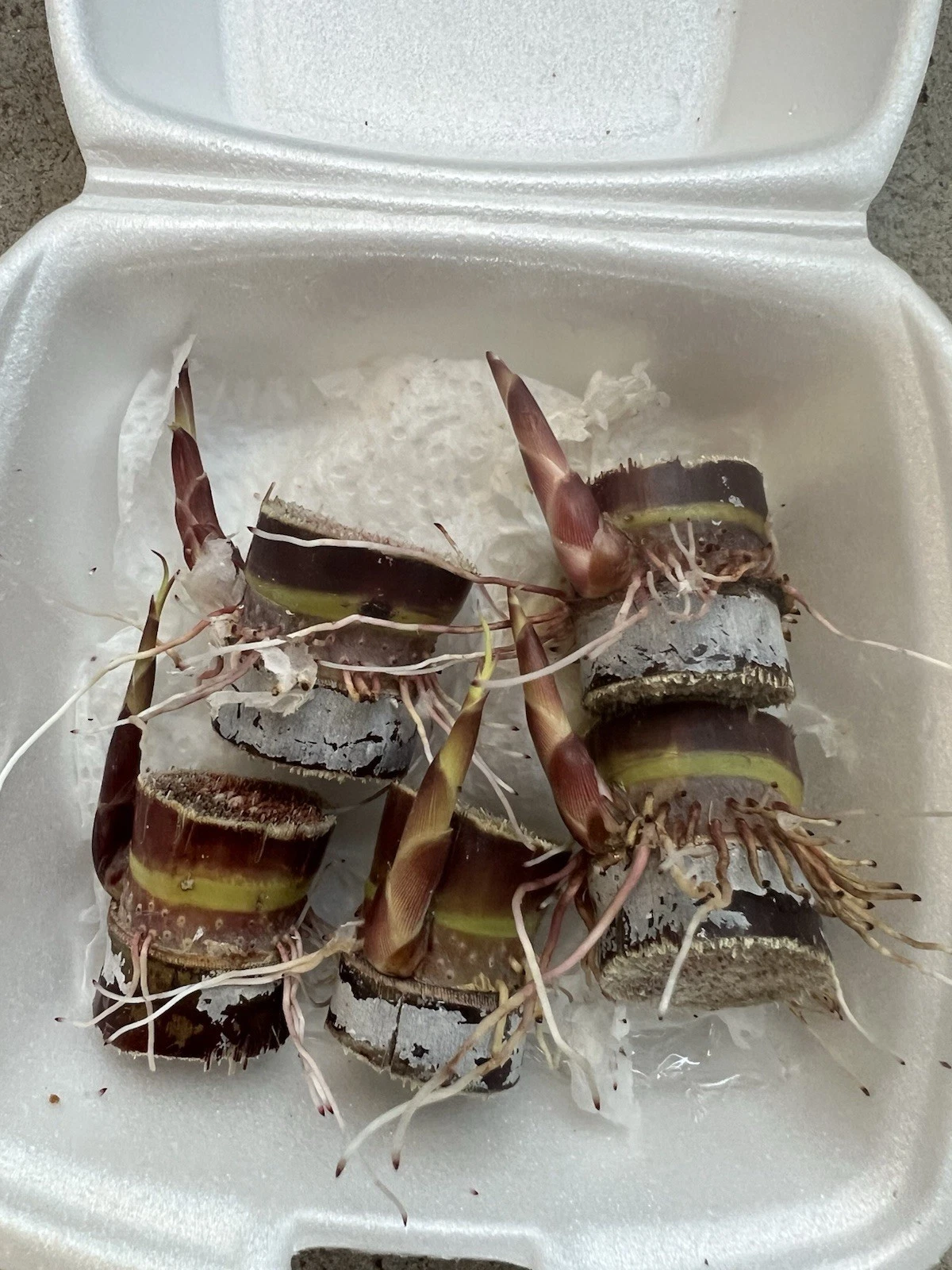 Dark Purple Sugarcane Rooted Cuttings – 5 Live Saccharum officinarum Propagation Plants