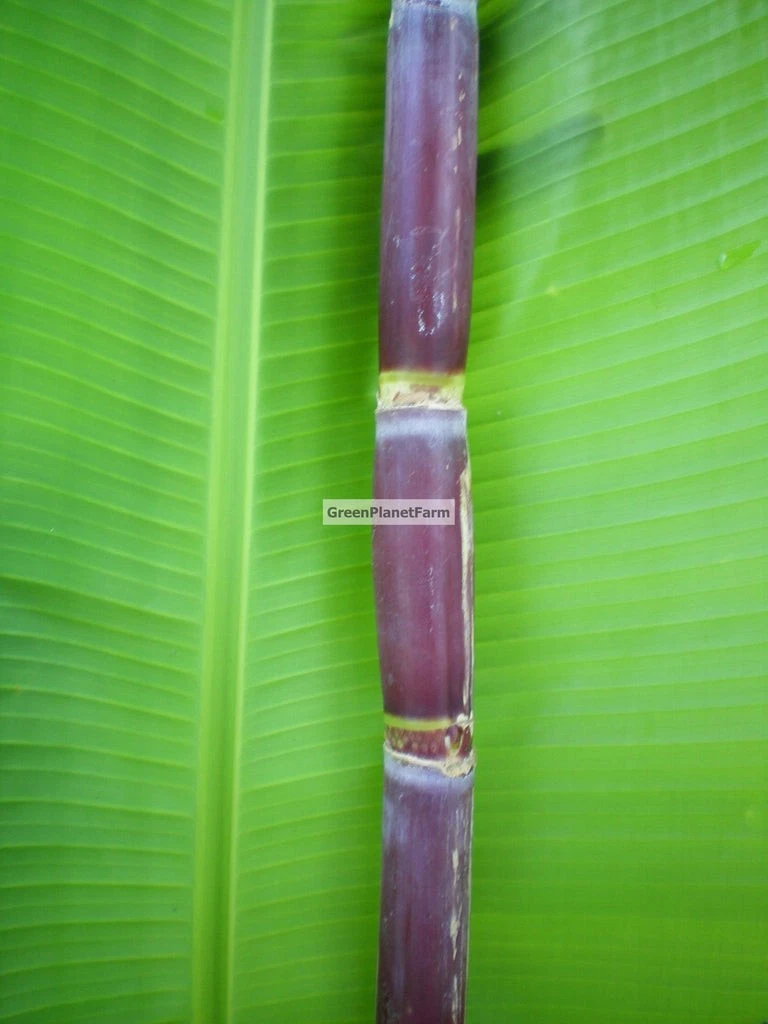 Florida Red Sugar Cane Cuttings – 4 Live Saccharum officinarum Cane Sections for Planting