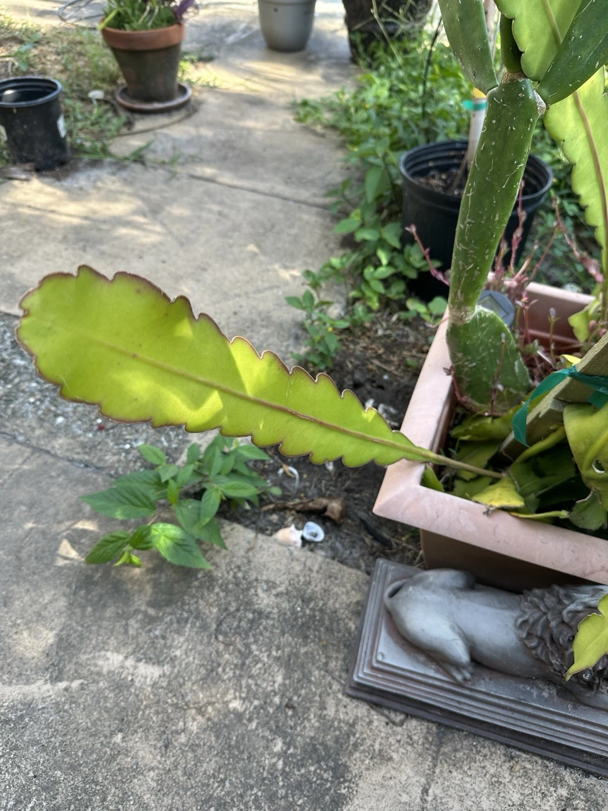 Epiphyllum Hookeri Strictum Cuttings – White Fragrant Orchid Cactus Unrooted Segments