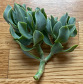 Ripple Wavy Jade Plant – Crassula Undulatifolia Live Succulent, Rooted or Unrooted