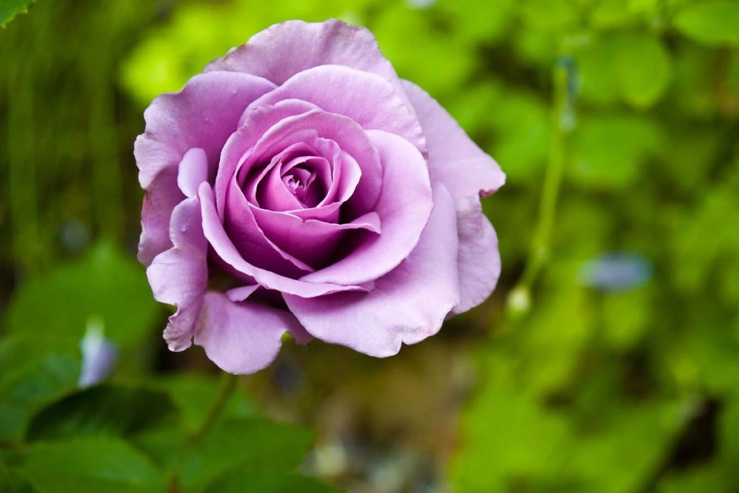 Cherry Brandy Rose Cuttings – 20 Unrooted Purple Fragrant Rose Stems for Propagation, Garden Rose Planting Rosa 'Cherry Brandy'