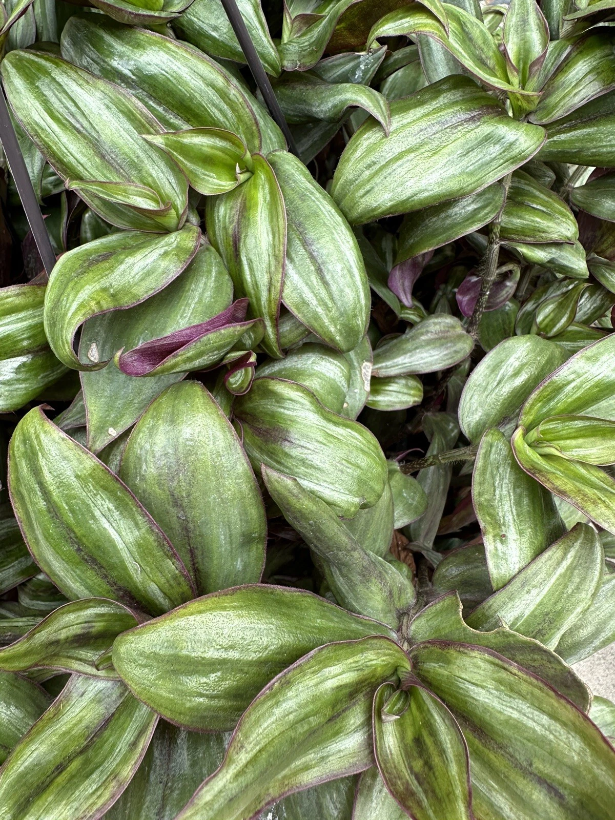Tradescantia Zebrina Red Gem Cuttings – 5 Rooting Propagation Plants, Vivid Red Purple Foliage, Trailing Houseplant, Tradescantia zebrina