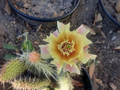 Opuntia polyacantha Cactus Cutting – Hardy Prickly Pear for Rock Gardens & Xeriscapes