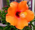 Hardy Hibiscus Cuttings 7 Unrooted Stem Rose Mallow Hibiscus moscheutos Perennial Flowering Plant