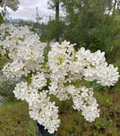 White Lilac Bare Root Bushes – Jumbo Size, Syringa vulgaris, Spring Blooms, Hardy Shrubs for Hedges & Borders