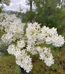 White Lilac Bare Root Bushes – Jumbo Size, Syringa vulgaris, Spring Blooms, Hardy Shrubs for Hedges & Borders