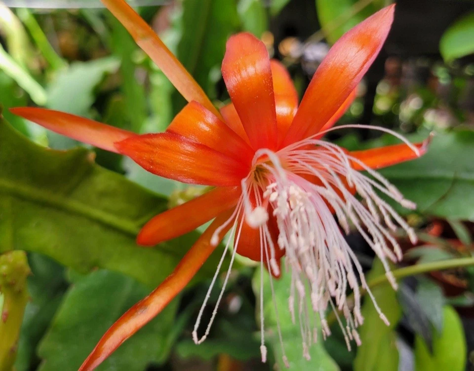 Epiphyllum ‘Fluid Orange’ Cuttings – Unrooted Orchid Cactus Hybrid 8–10 Inches