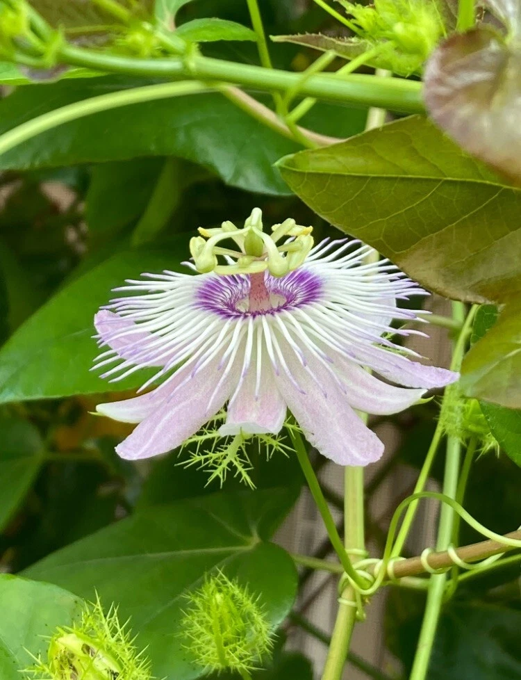 Passiflora Vine Cuttings – 50 Fresh 7" Stem Cuttings for Propagation & Butterfly Host Plant