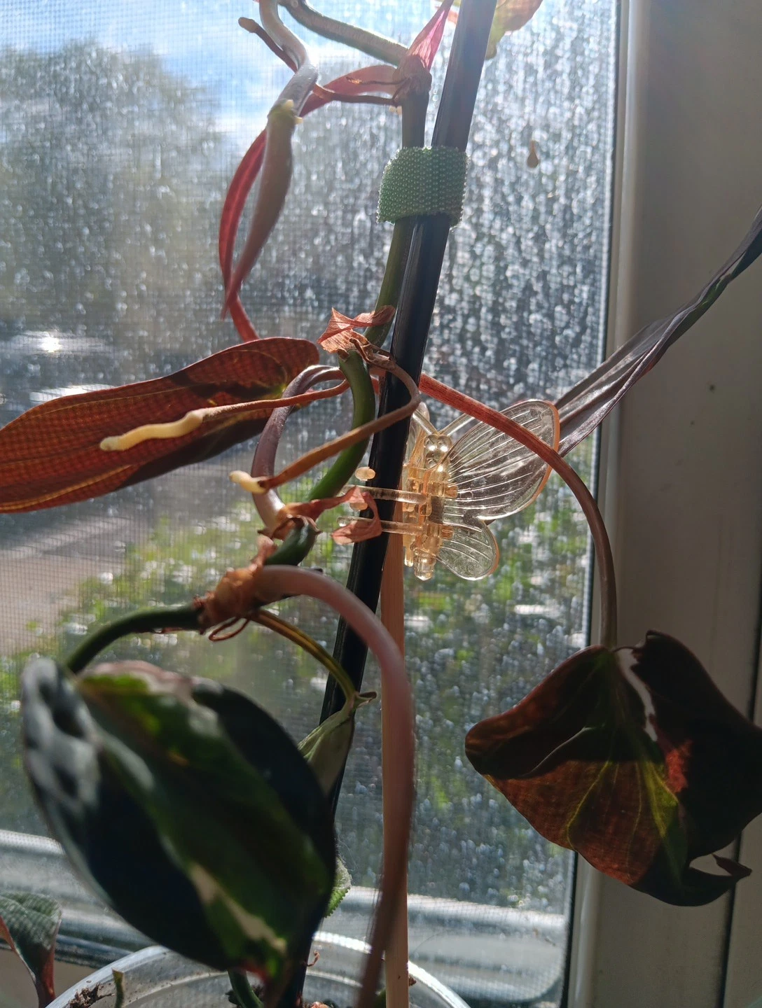 Variegated Philodendron Micans Cutting – 2 Node Unrooted Trailing Houseplant, Velvet Halo, Rare Variegation, Philodendron hederaceum