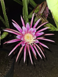 AX Dragon Fruit Cutting – 24-28 Inch Thick Mature Stem for Fast Rooting, Propagation, Hylocereus Hybrid