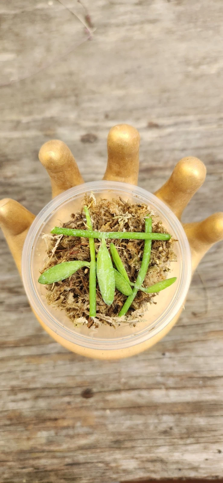 Dischidia Bengalensis Cuttings – Live Unrooted Vining Houseplant in Propagation Cup