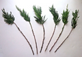 Leyland Cypress Cuttings – 15 Unrooted Live Evergreen Conifer Propagation Material – Cuprocyparis leylandii