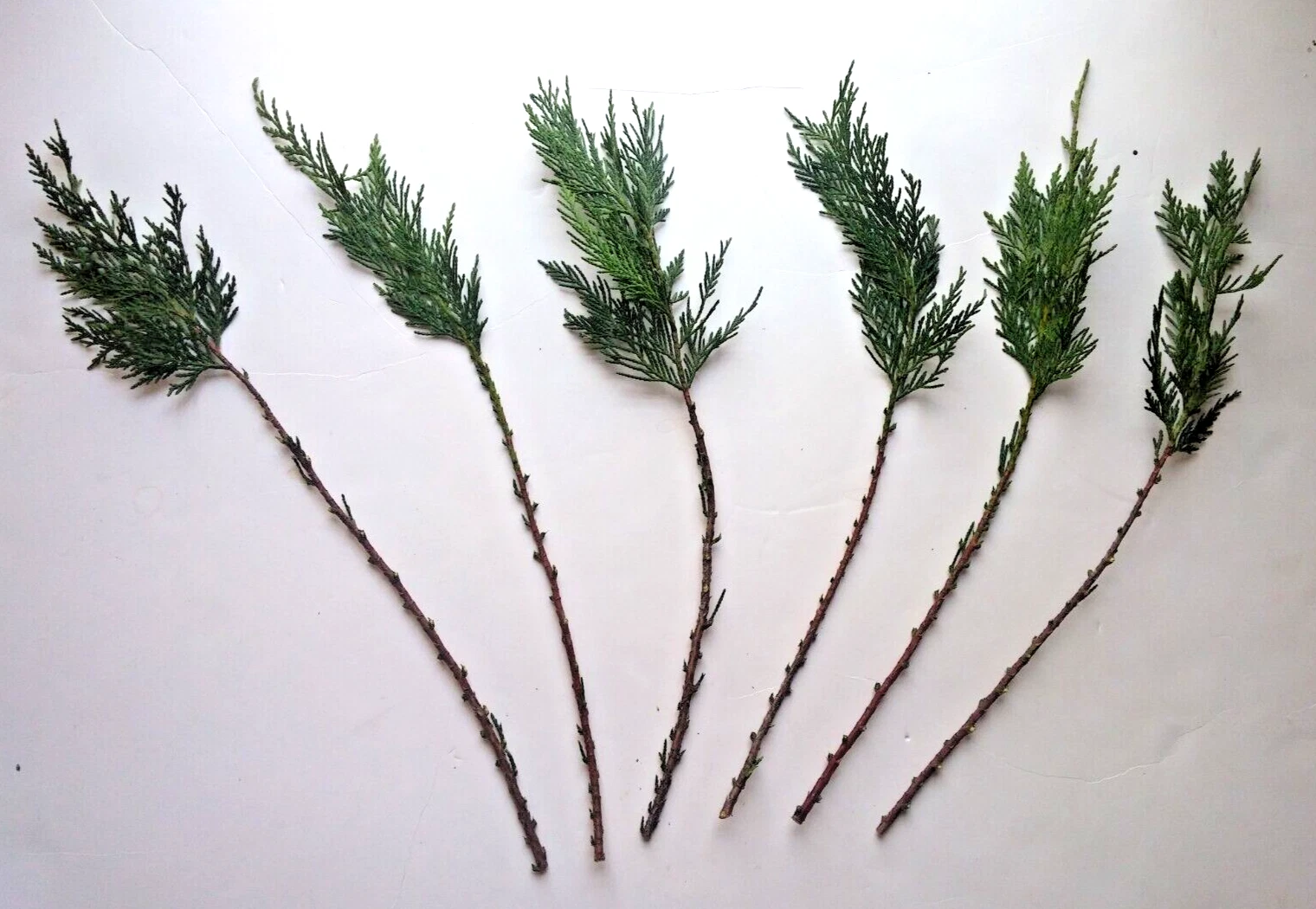 Leyland Cypress Cuttings – 15 Unrooted Live Evergreen Conifer Propagation Material – Cuprocyparis leylandii