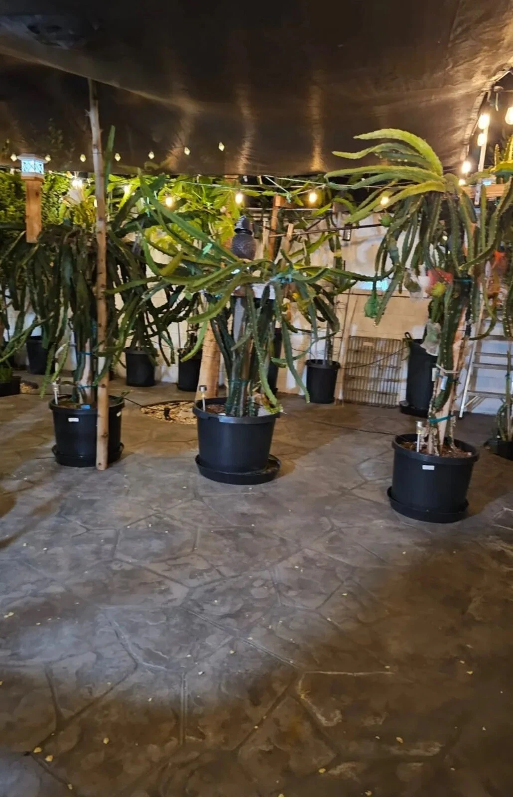 Organic Dragon Fruit Cuttings – 10 Unrooted Stems, 8–14 Inches, Selenicereus spp. Climbing Cactus for Propagation