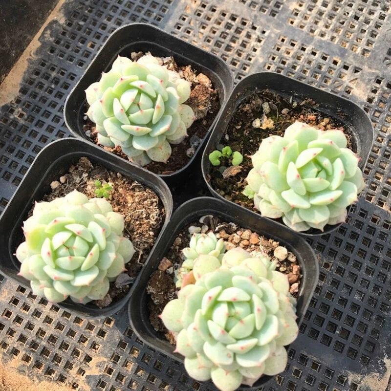 Echeveria derenbergii Live Succulent in 2-Inch Pot, Blue Rose Rosette, Painted Lady, Easy Care, Indoor or Outdoor Plant