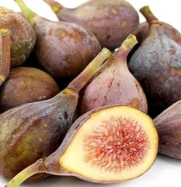 Celeste Fig Cutting – Unrooted Ficus carica ‘Celeste’ Hardy Fig Variety for Planting & Propagation