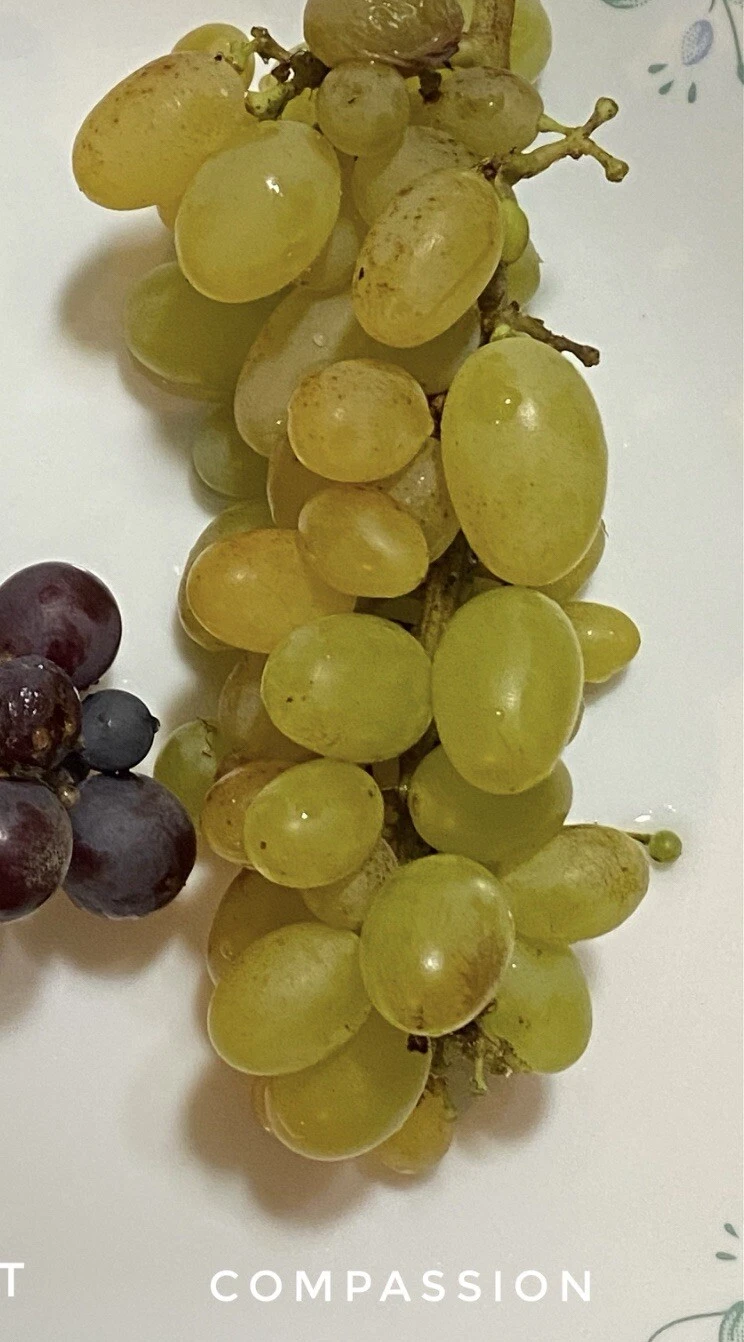 Compassion Grape Cuttings – 4 Unrooted Stems with 2–3 Nodes for Grafting or Rooting