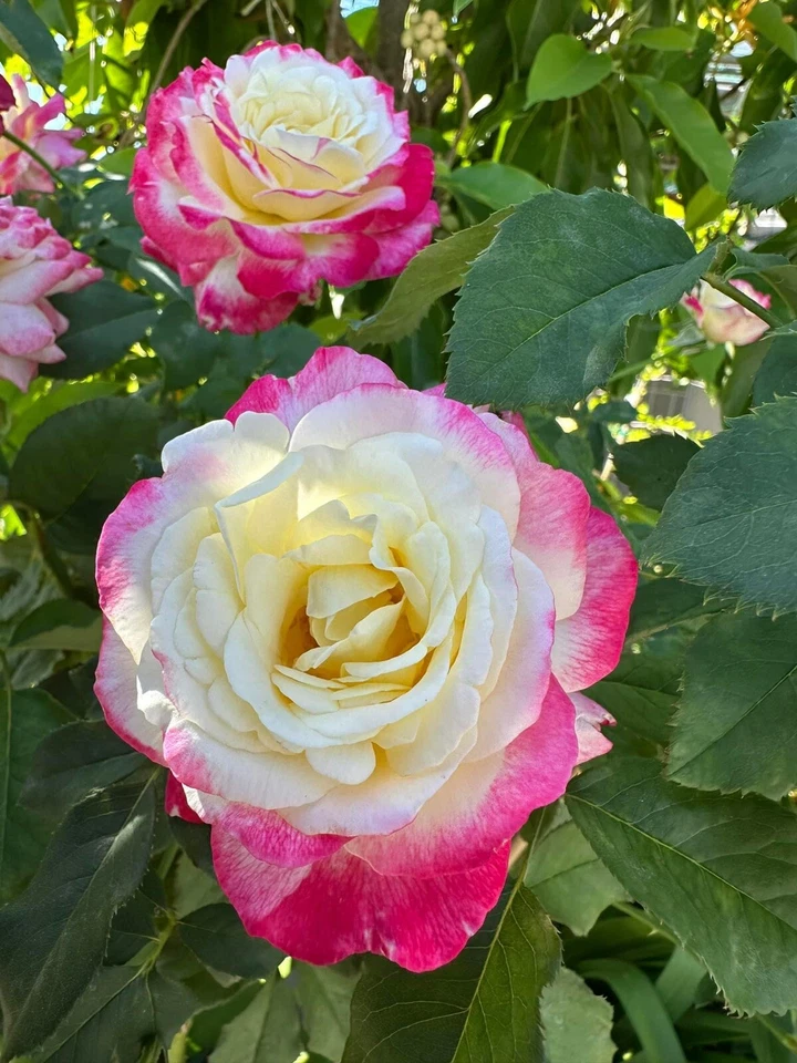Double Delight Rose Cuttings – 5 Stems for Planting, Garden Rose, Large Double Bloom, Rosa ‘Double Delight’
