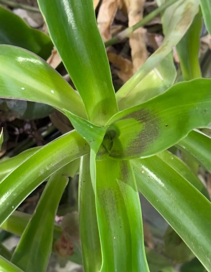 Callisia Fragrans Cuttings – 5 Unrooted Stem Plant Propagation for Basket, Pot, Indoor & Outdoor