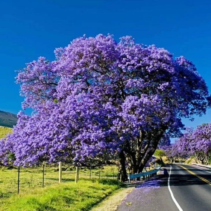 Blue Jacaranda Live Tree 8-10 Inch Starter Jacaranda mimosifolia for Landscape & Container Planting
