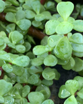 Jade Plant Cuttings 5 Pack – 4" Crassula Ovata Succulent Stems for Rooting, Money Plant Indoor Houseplants, Easy Propagation