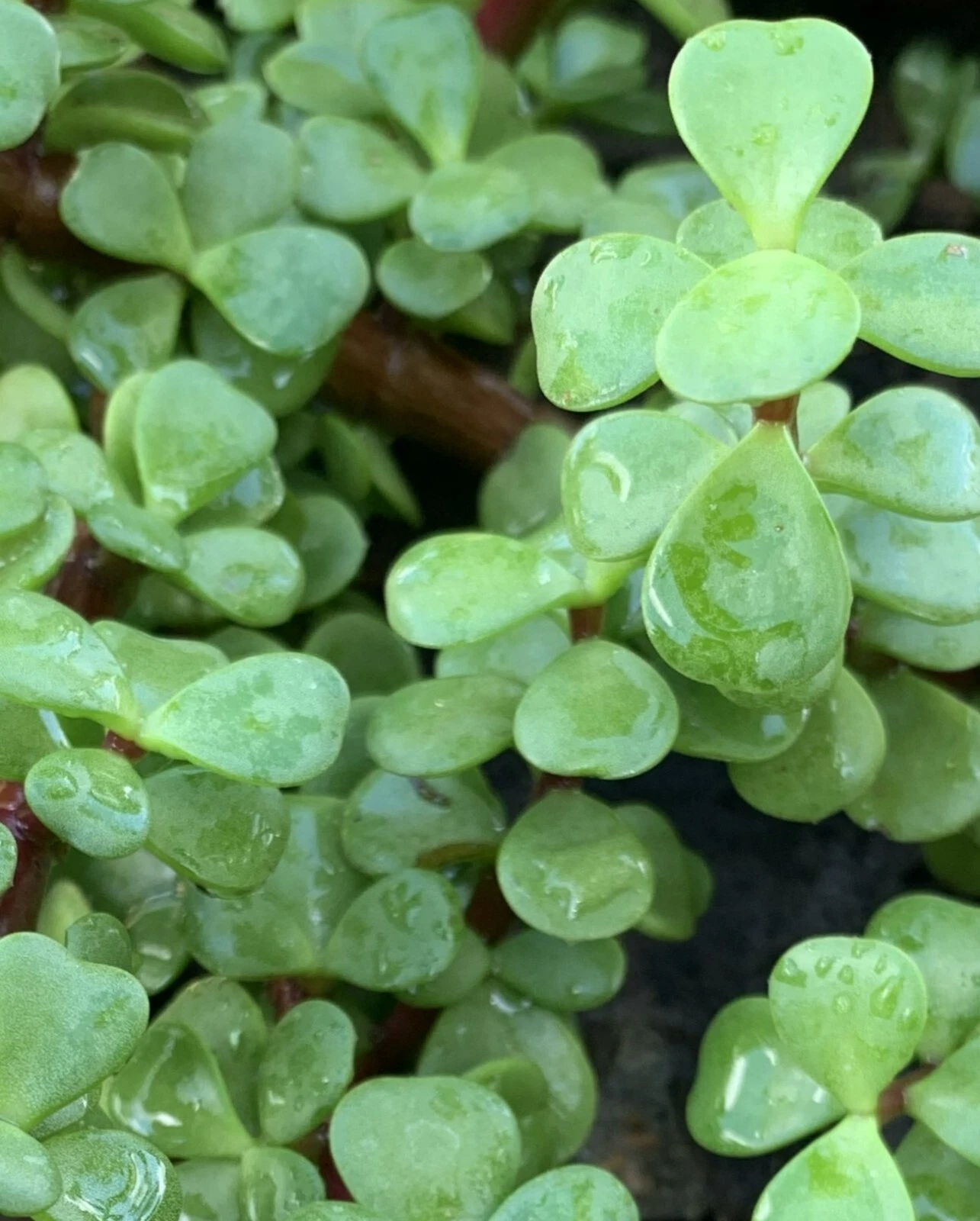 Jade Plant Cuttings 5 Pack – 4" Crassula Ovata Succulent Stems for Rooting, Money Plant Indoor Houseplants, Easy Propagation