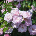 Rural England Climbing Rose Cuttings – 6 Unrooted Stem Propagation Wood for Garden Trellises & Arbors