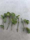 Passion Fruit Vine Cuttings – 5 Unrooted Passiflora edulis Climbing Plant for Garden & Container Growth