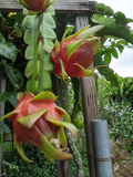 Red Dragon Fruit Cutting – Live Pitaya Cactus Propagation Planting Tropical Climbing Fruit Plant